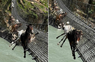 कर्णालीको झोलुंगे पुलको लठ्ठा चुडिंदा पुलमै अड्कीए १४ खच्चर 